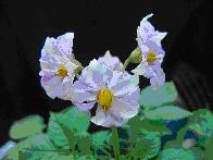 wilja potatoes - blossom, flowers